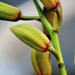 Cymbidium devonianum Прочее