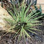 Agave striata Blatt