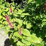 Persicaria orientalisപുഷ്പം