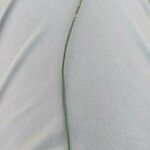 Eleocharis palustris Leaf