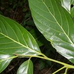 Nectandra hihua 葉