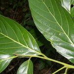 Nectandra hihua Blad