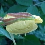 Oenothera glazioviana Blomst