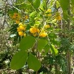 Senna atomaria Flower