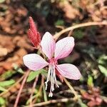 Oenothera lindheimeri 花