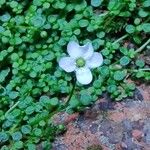 Arenaria balearica Flor