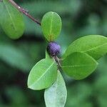 Acokanthera oppositifolia Fruto