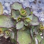 Kalanchoe laxiflora Habit