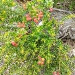 Vaccinium myrsinites Fruit