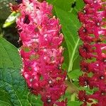 Phytolacca acinosa Fula