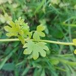 Bowlesia incana Leaf