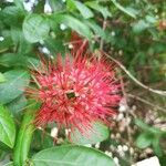 Combretum constrictum ফুল