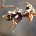 Sedum hirsutum Fruit