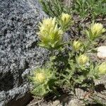 Castilleja nana Hábito