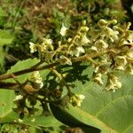 Maesa lanceolata Flower