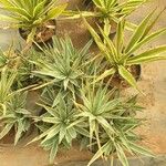 Agave demeesterianaЛіст