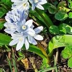 Puschkinia scilloides Flower