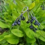 Mertensia oblongifolia