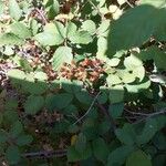 Rubus ulmifoliusFruto