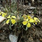 Erysimum ochroleucum Flor