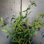 Mollugo verticillata Likasa