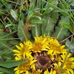 Inula rhizocephala Hostoa