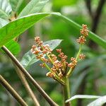 Euroschinus aoupiniensis Flower