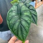 Alocasia bagindaبرگ