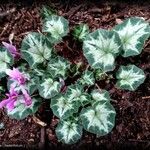 Cyclamen repandum Folha