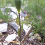 Fritillaria tubaeformis Vili