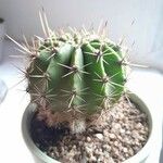 Echinopsis eyriesii Liść