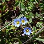 Gentiana sedifolia Flor