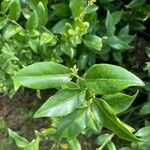 Sarcococca confusaList