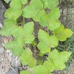 Passiflora foetida Blad