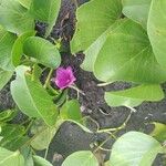 Ipomoea pes-caprae Flower