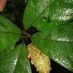 Carpotroche crispidentata Leaf