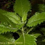 Carduus clavulatus Otro