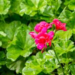 Pelargonium pulchellum Bark