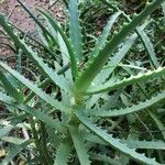 Aloe arborescens葉