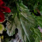 Chrysanthemum indicum Leaf