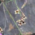 Dianthus graniticus Fruchs