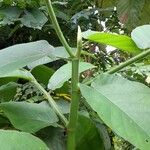 Castilla elastica Fuelha