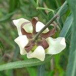 Araujia angustifolia Flower