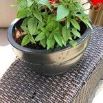 Ocimum americanum Лист