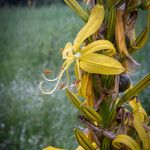 Asphodeline lutea 其他