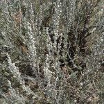 Artemisia tridentata 花