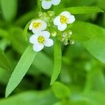 Lobularia maritimaFlors