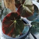 Begonia hydrocotylifolia Ліст