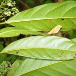 Mespilodaphne macrophylla Feuille