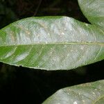 Gymnanthes riparia Hoja